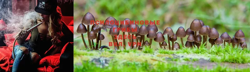 shop формула  Волчанск  Псилоцибиновые грибы MAGIC MUSHROOMS  купить  сайты 